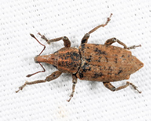 Lumpy Underwater Weevil