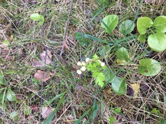 Pyrola rotundifolia maritima