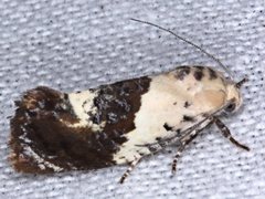 Hypertropha chlaenota
