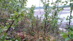 Pedicularis lapponica