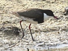 Erythrogonys cinctus