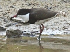 Erythrogonys cinctus