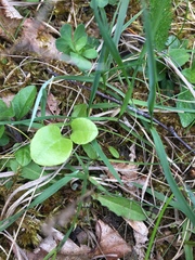 Pyrola rotundifolia maritima