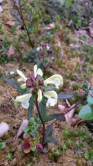 Pedicularis lapponica