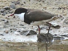 Erythrogonys cinctus