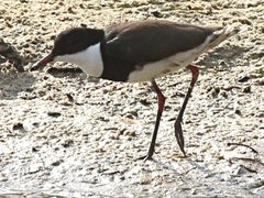 Erythrogonys cinctus