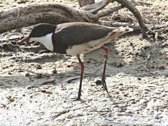 Erythrogonys cinctus