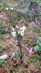 Pedicularis lapponica