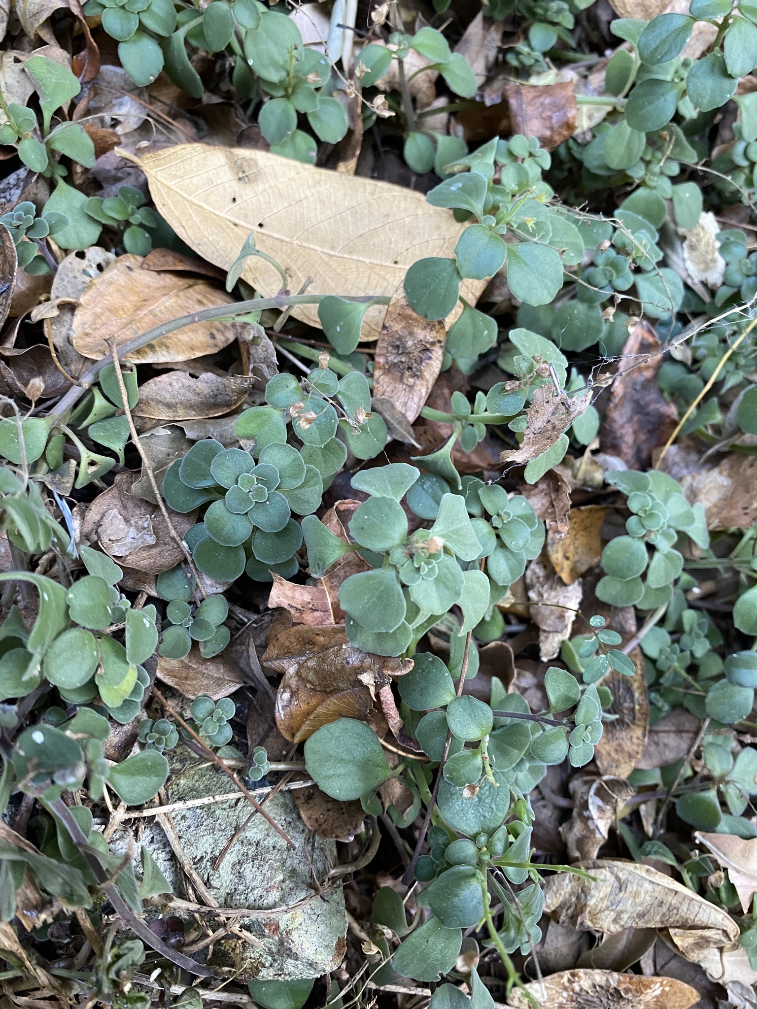 Plectranthus Purpuratus (Plectranthus purpuratus)