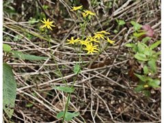 Senecio velleioides