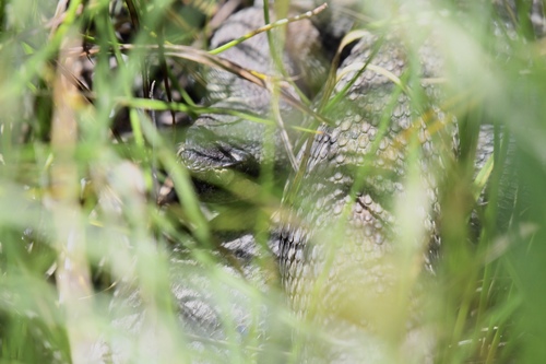 iNaturalist observation photo of Northern Pacific Rattlesnake