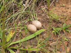 Hydropsalis torquata