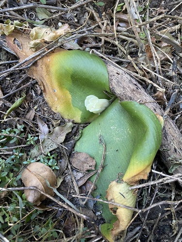 Haemanthus deformis