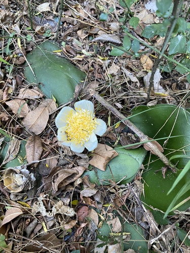 Haemanthus deformis
