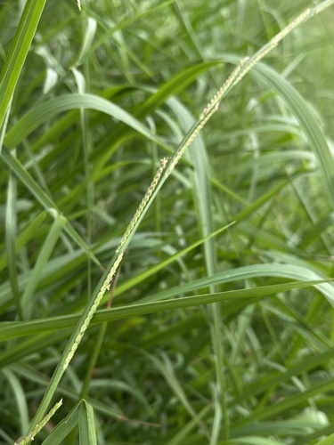 Setaria punctata observed 2024-06-17