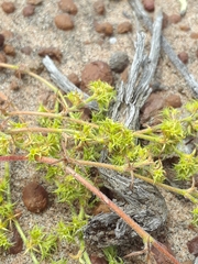 Chorizanthe procumbens