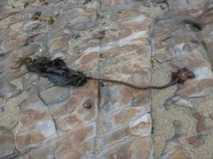 Laminaria setchellii