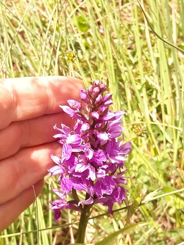 Heath spotted orchid (Dactylorhiza maculata)