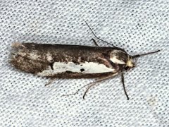 Philobota acropola