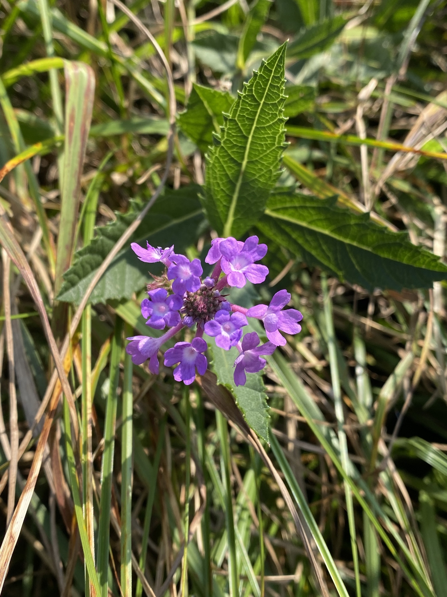Verbena rigida