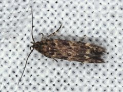 Barea codrella