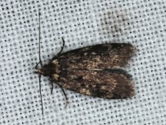 Barea codrella