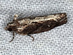 Oxysemaphora notialis