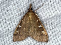 Udea hyalistis