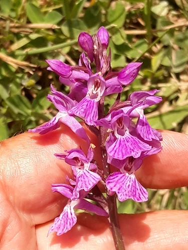 Heath spotted orchid (Dactylorhiza maculata)