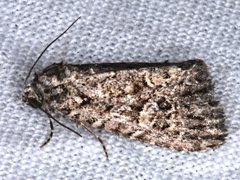 Condica aroana