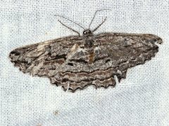 Scioglyptis chionomera