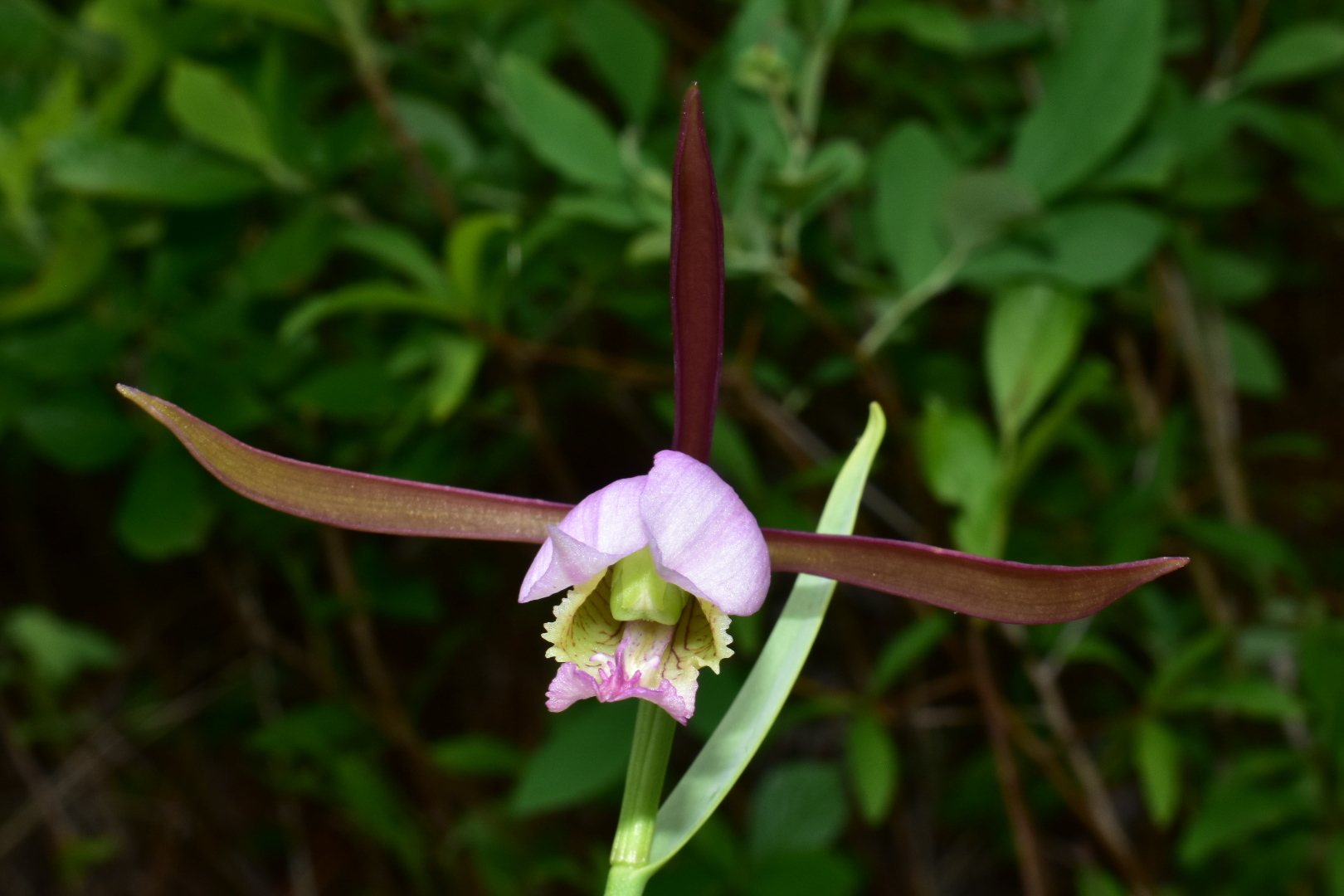Cleistesiopsis divaricata