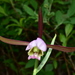 Large Spreading Pogonia - Photo (c) Joey Santore, some rights reserved (CC BY-NC), uploaded by Joey Santore