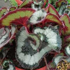 Begonia rex-cultorum