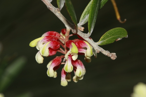 Grevillea aspera R.Br.
