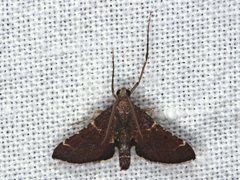 Persicoptera aglaopa