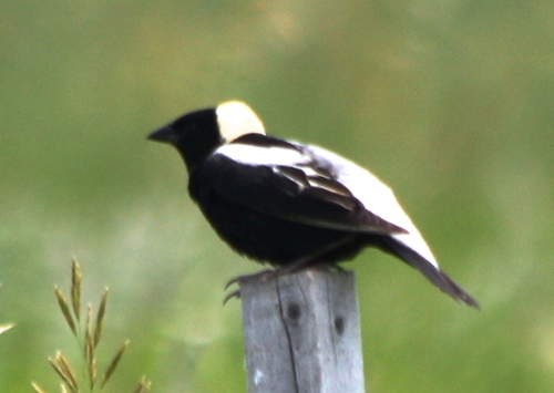 Dolichonyx oryzivorus