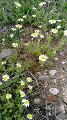 Anthemis ruthenica