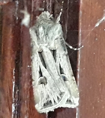 Agrotis spinifera