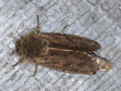 Oncopera rufobrunnea