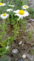 Anthemis ruthenica