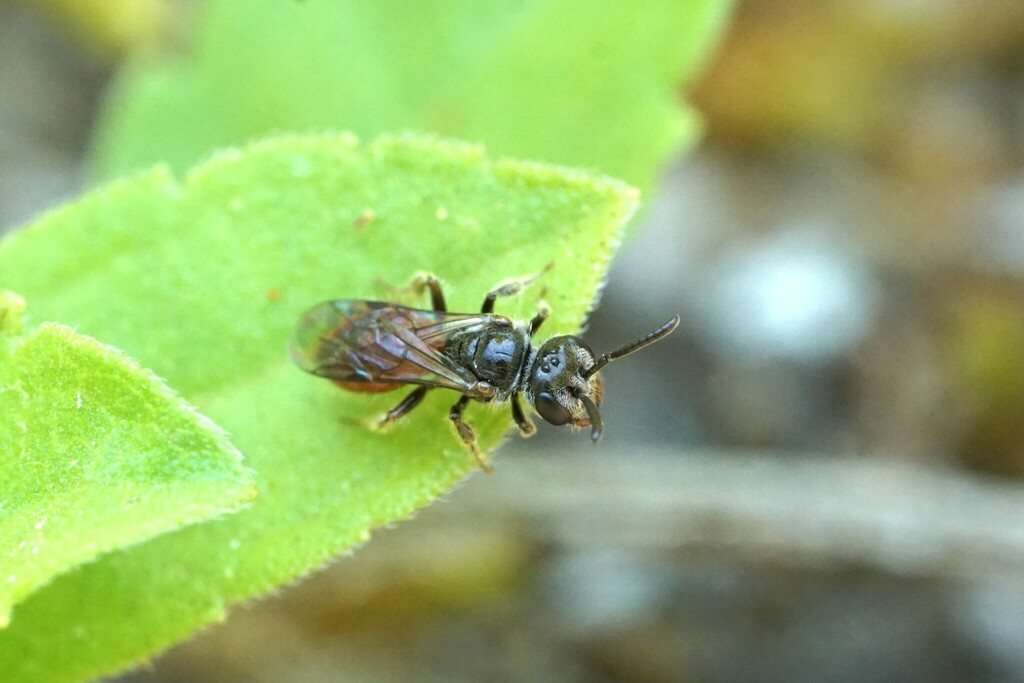 Sphecodes brachycephalus