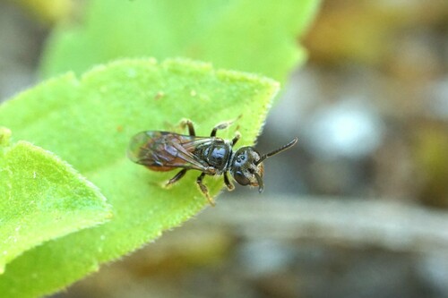 Sphecodes brachycephalus