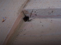 Latrodectus mactans