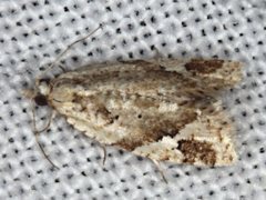 Euphona euphona