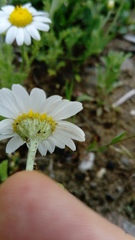 Anthemis ruthenica