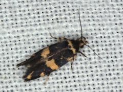 Catadoceta xanthostephana