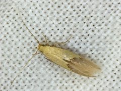 Opogona protodoxa
