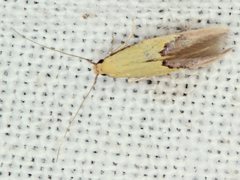 Opogona protodoxa