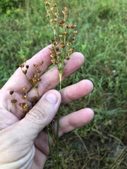 Juncus biflorus